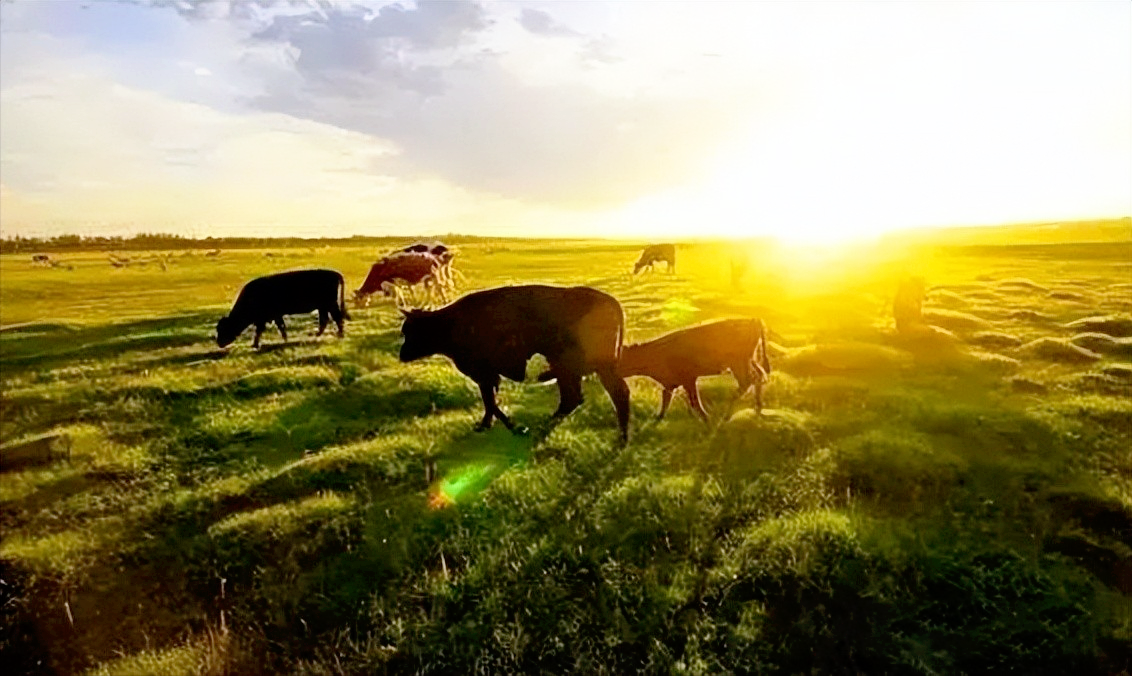 LoRa設(shè)備應(yīng)用在智慧養(yǎng)殖、智慧農(nóng)業(yè)中，發(fā)揮巨大作用