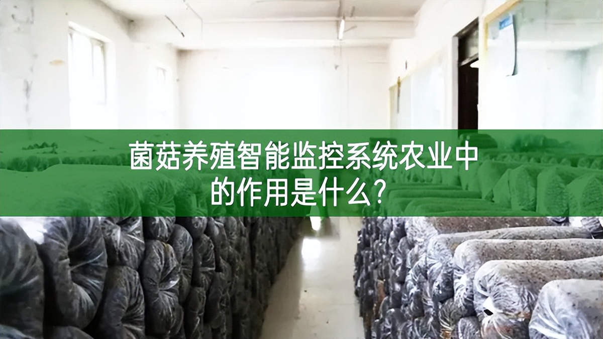 菌菇養(yǎng)殖智能監(jiān)控系統(tǒng)在農(nóng)業(yè)中的作用是什么? 菌菇養(yǎng)殖智能監(jiān)控系統(tǒng)在農(nóng)業(yè)中的作用是什么?