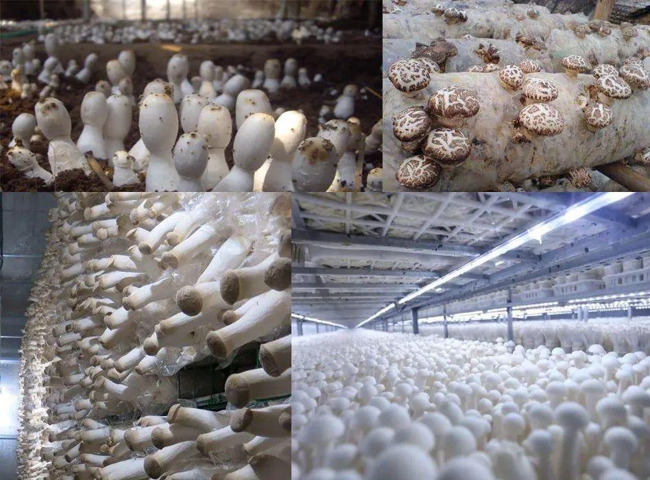 應(yīng)用場(chǎng)景 應(yīng)用場(chǎng)景