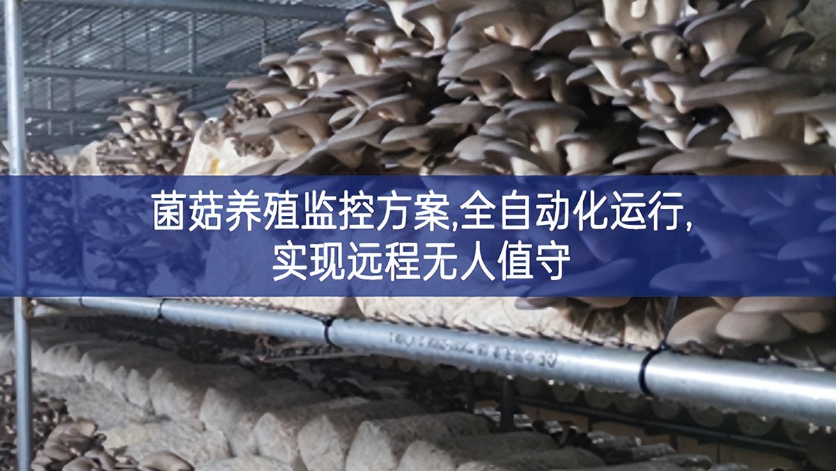 菌菇養(yǎng)殖監(jiān)控方案,全自動(dòng)化運(yùn)行,實(shí)現(xiàn)遠(yuǎn)程無人值守 菌菇養(yǎng)殖監(jiān)控方案,全自動(dòng)化運(yùn)行,實(shí)現(xiàn)遠(yuǎn)程無人值守