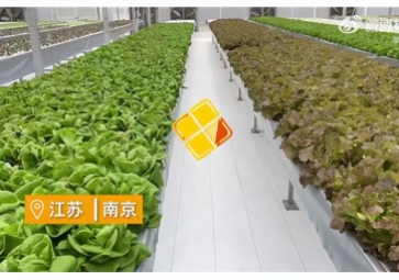 聚英智慧溫室控制系統(tǒng)，建設(shè)植物工廠，一年多茬