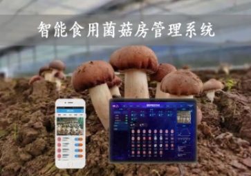 智能食用菌菇房管理系統(tǒng)，物聯(lián)網(wǎng)方案應用，打造菌菇種植工廠