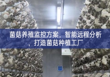 「智慧養(yǎng)殖」菌菇養(yǎng)殖監(jiān)控方案，智能遠(yuǎn)程分析，打造菌菇種植工廠